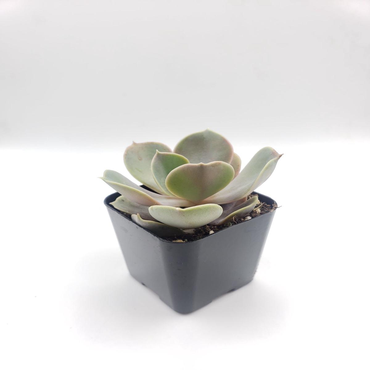 #1 Echeveria Perle von Nurnberg