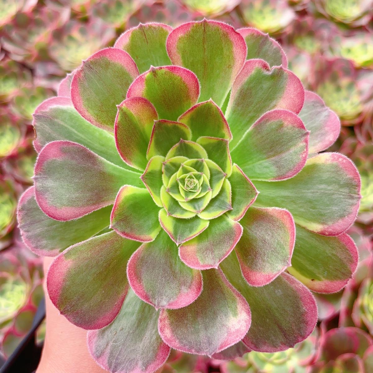 Aeonium Moon in the WaterCutting 10cm