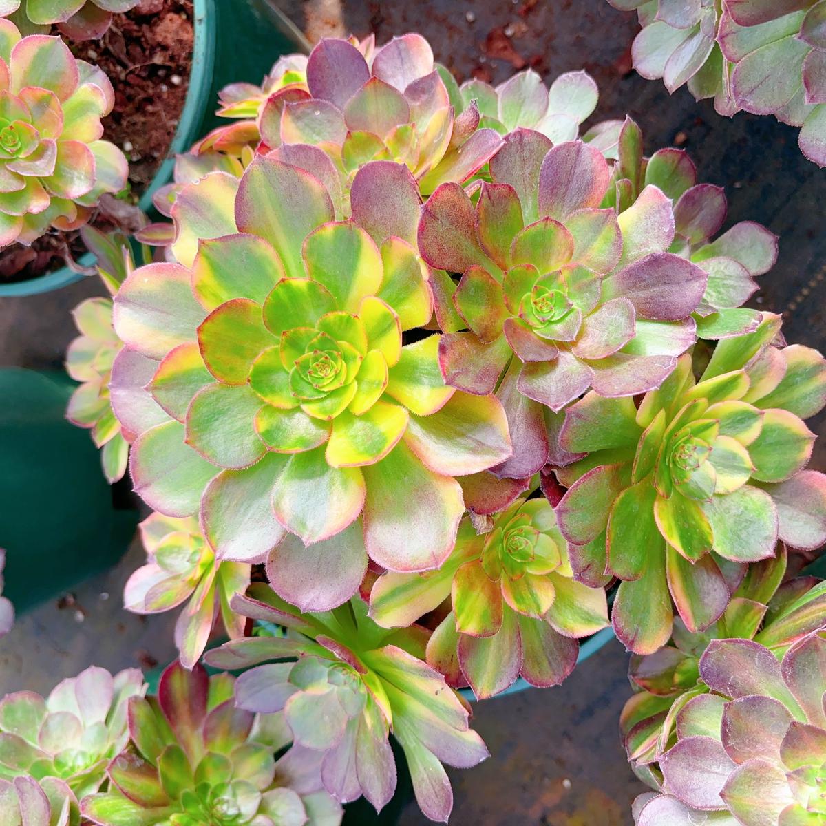 Aeonium NeomCluster 25cm At Least 8 heads