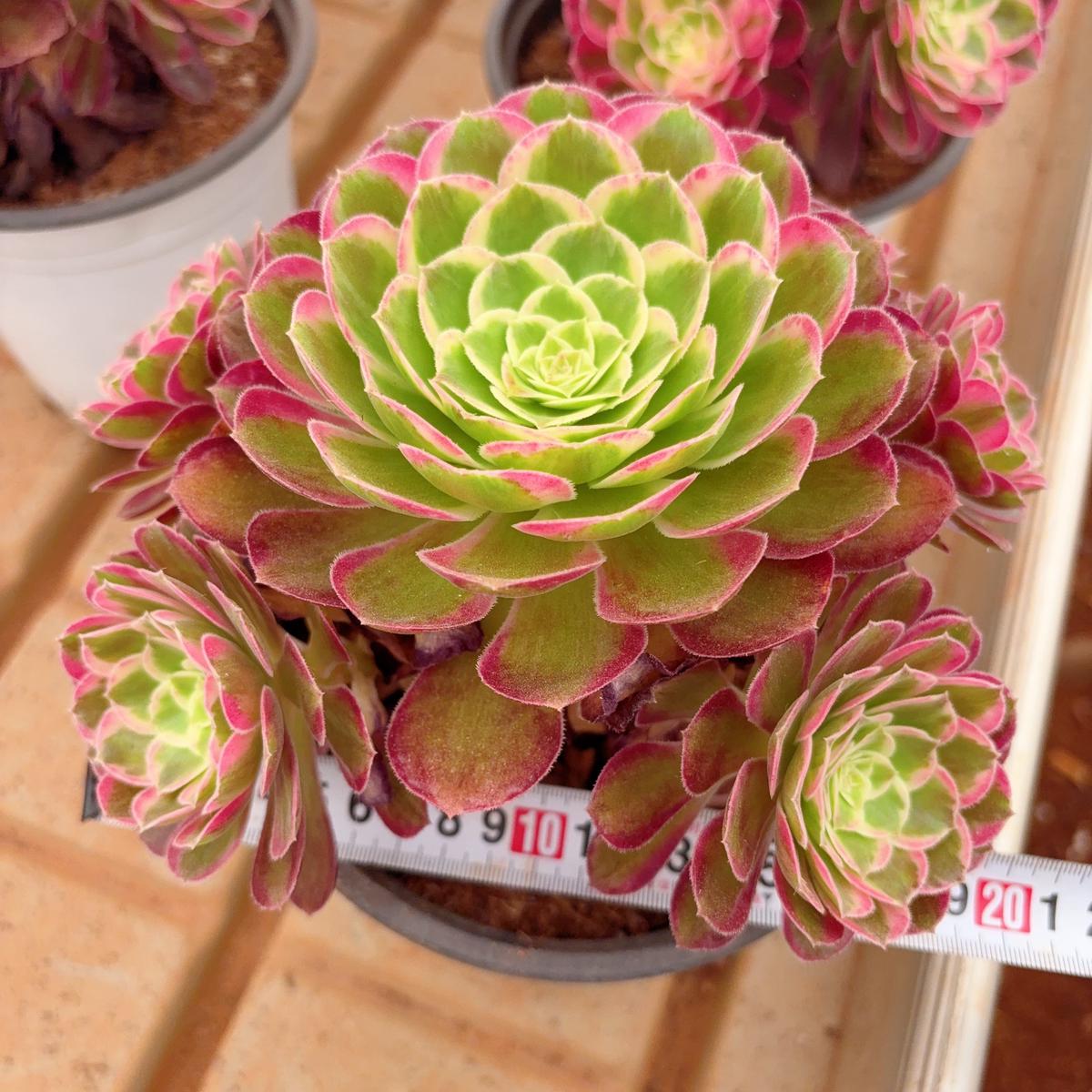 Aeonium PeacockclusterAt least 6 heads15-20cm