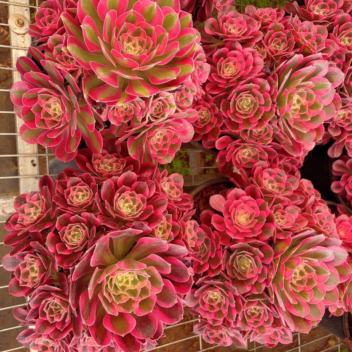 Aeonium Pink LadyclusterAt least 10 heads20cm