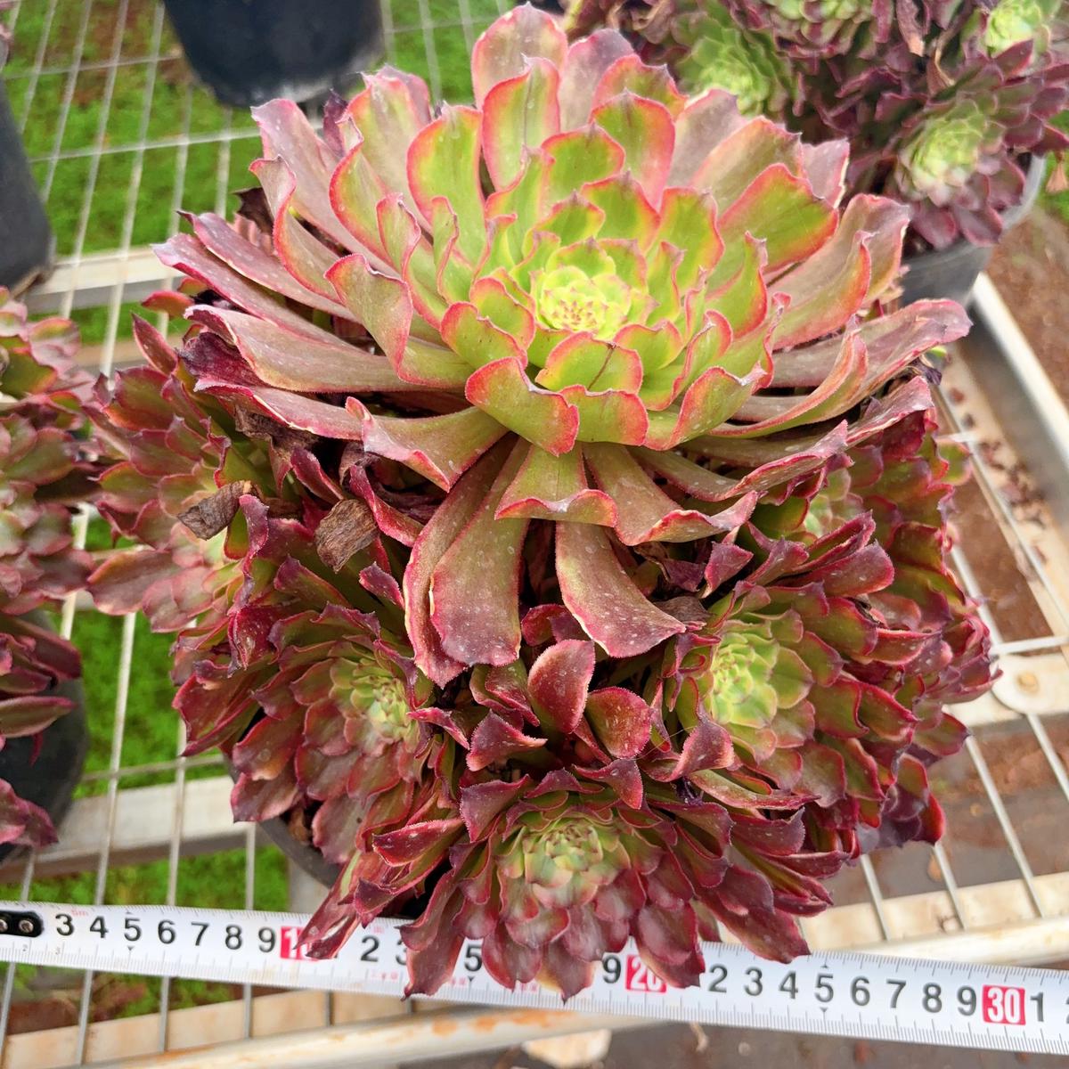 Aeonium VenusclusterAt least 8 heads20cm