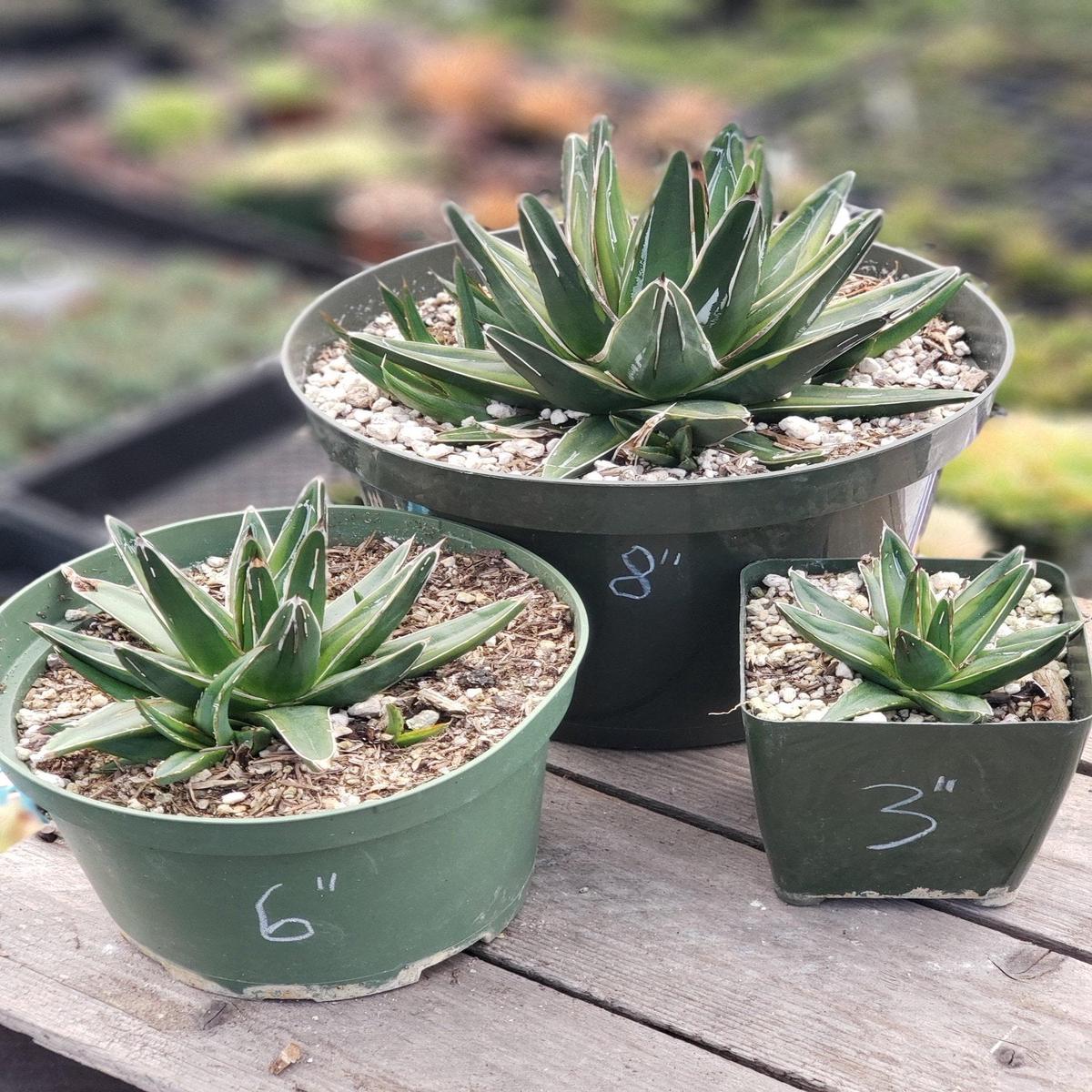 Agave Variegated Victoria Reginae