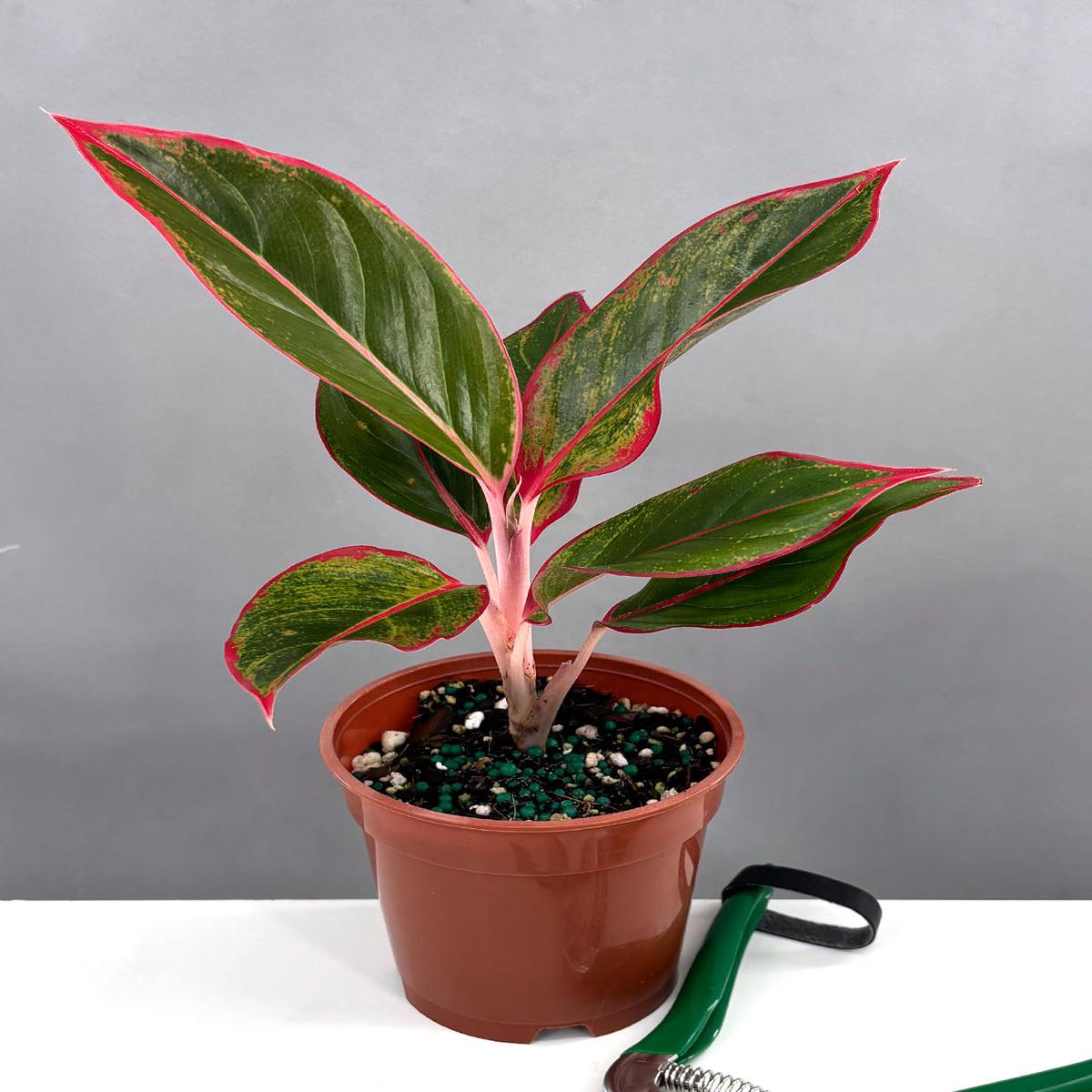Aglaonema Red Siam