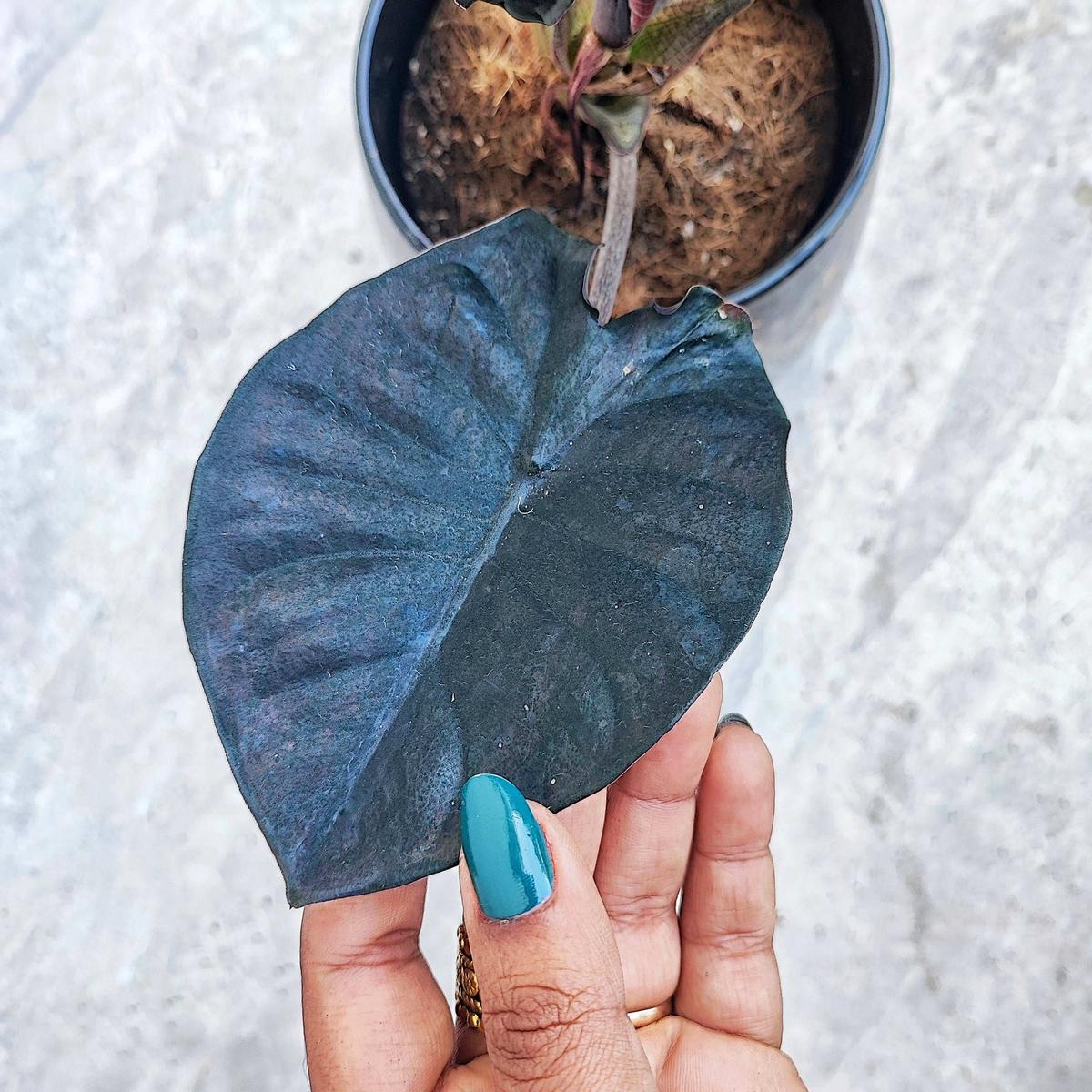 Alocasia Infernalis Black Magic  Plante sombre spectaculaire