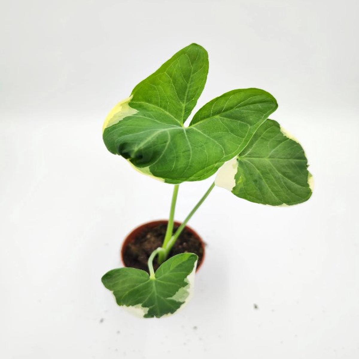 Alocasia Micky Mouse  Feuilles aux formes originales