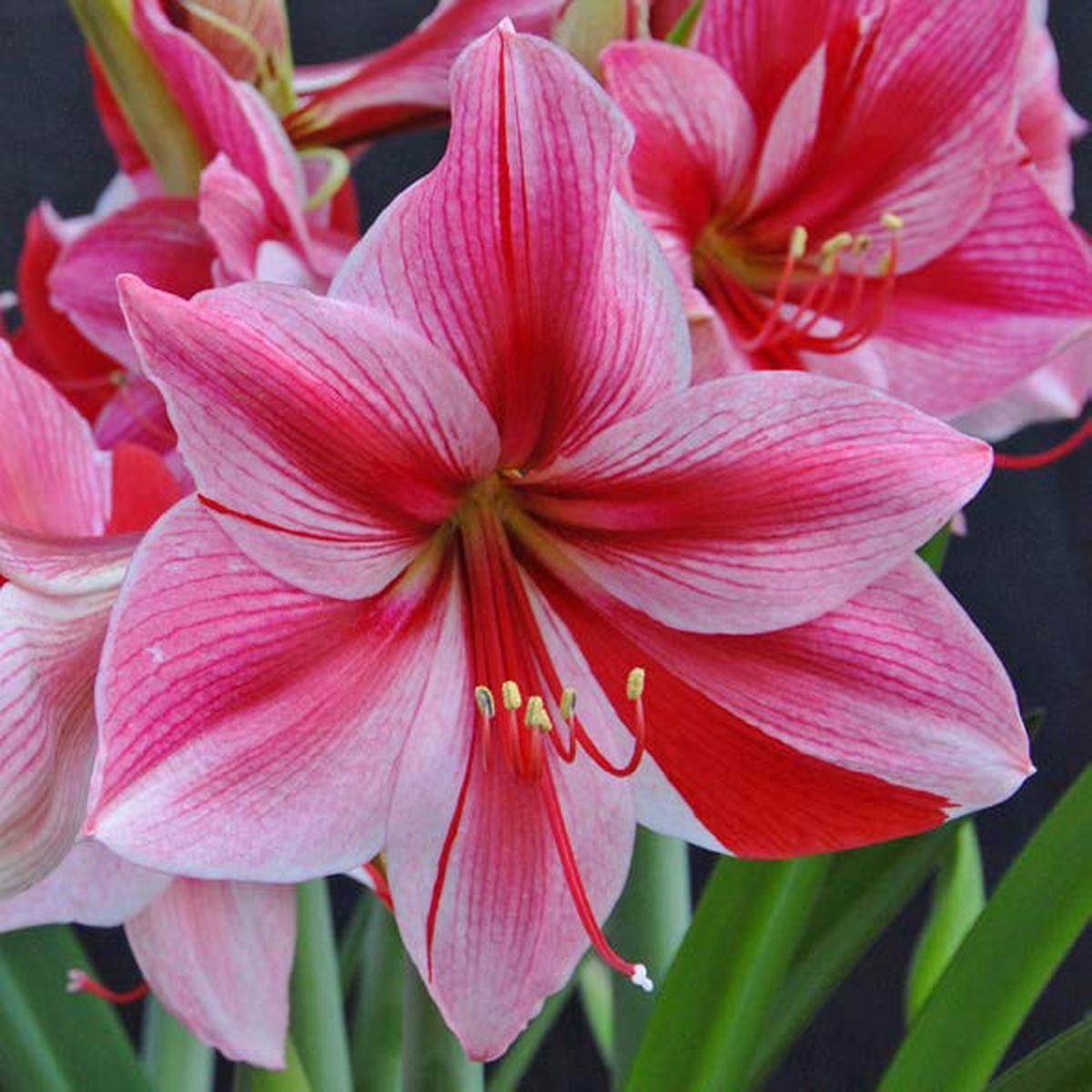 Amaryllis Gervase (Hippeastrum hybrid)