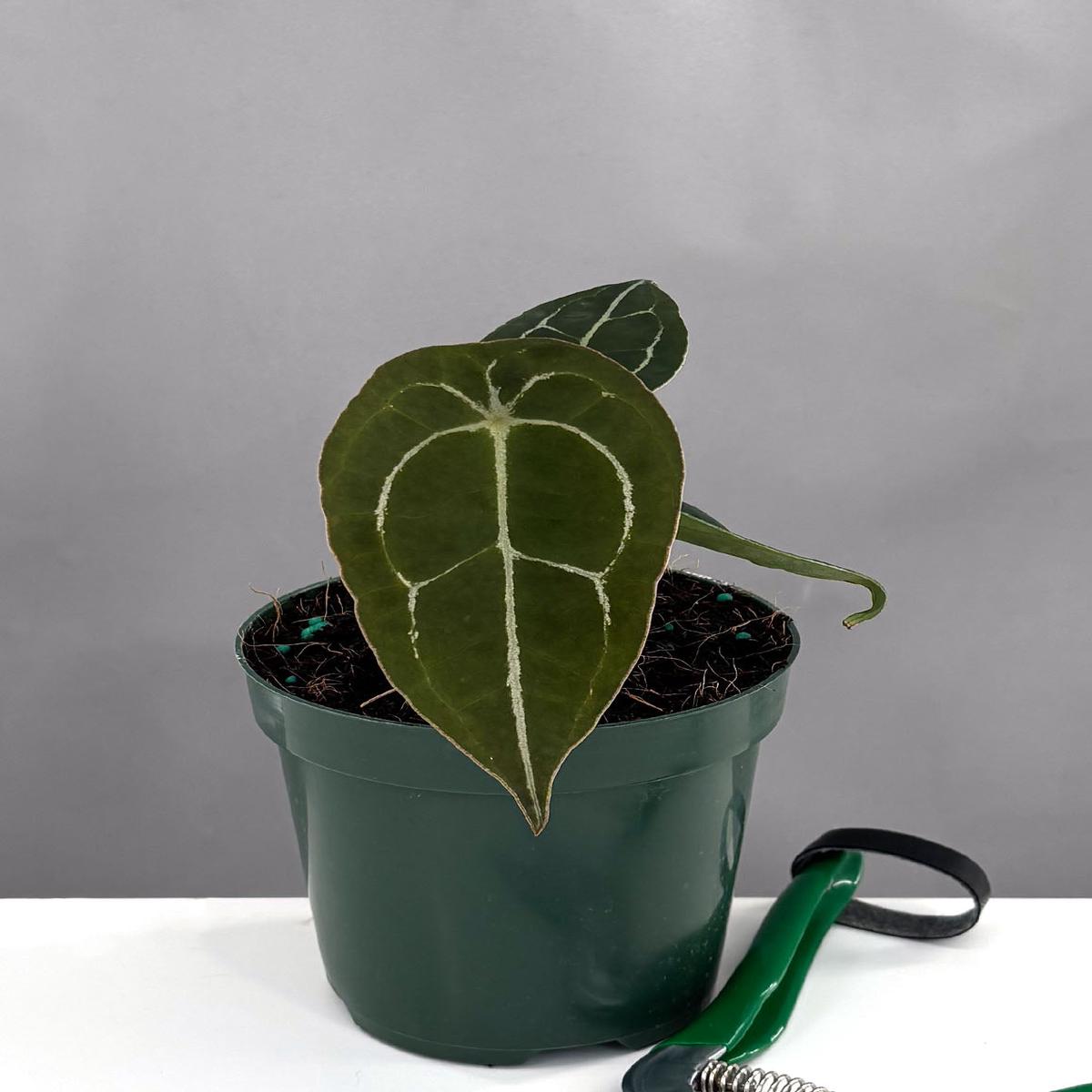 Anthurium Forgetii