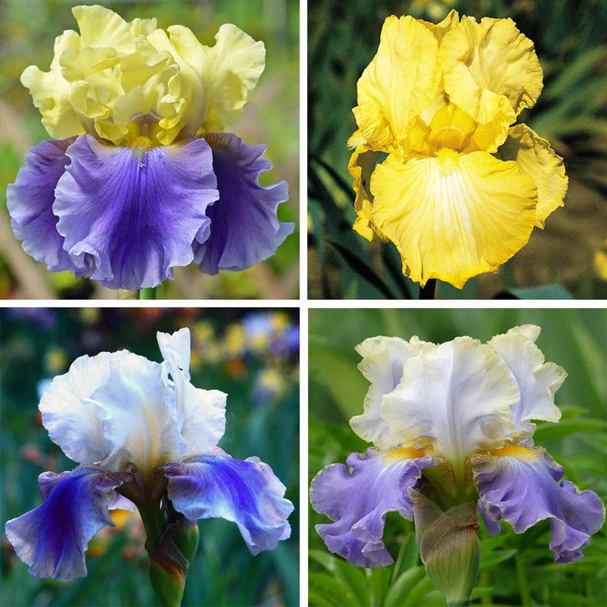Blueberry Lemonade Bearded Iris Collection