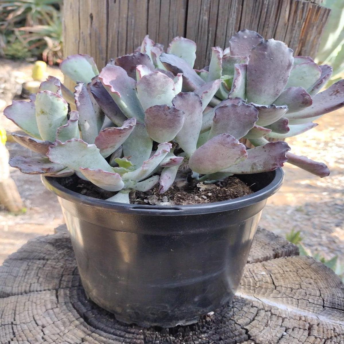 Cotyledon "Lechuga" 1 gallon