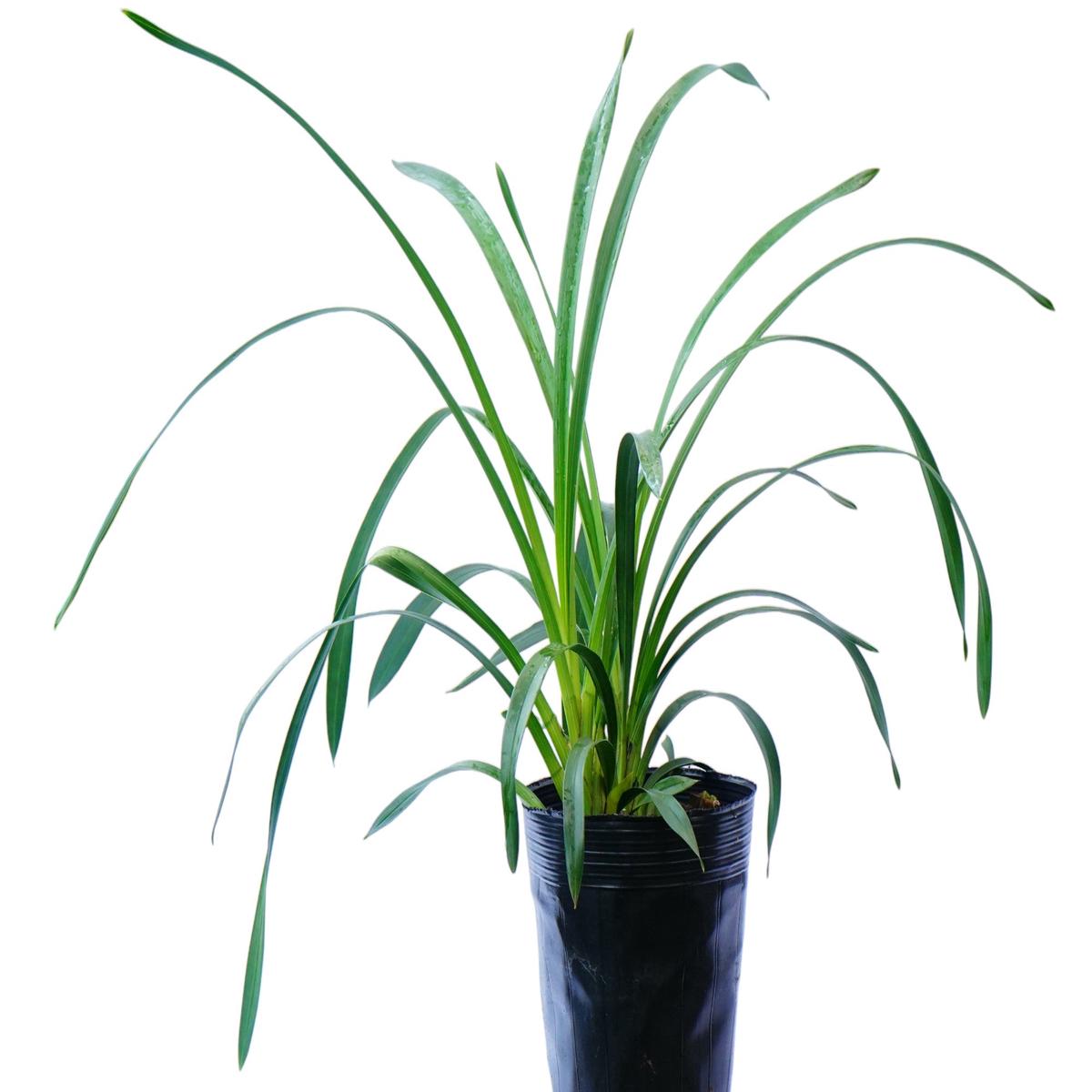 Cymbidium Angelito (medium)