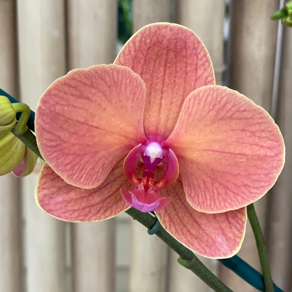 Dtps. Surf Song