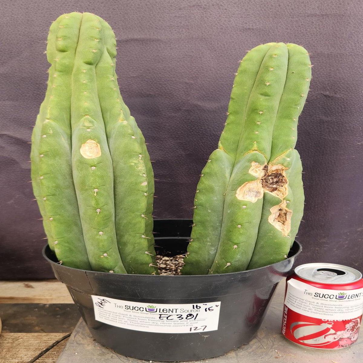 #EC381 EXACT Trichocereus Pachanoi Ornamental Cactus 16, 15