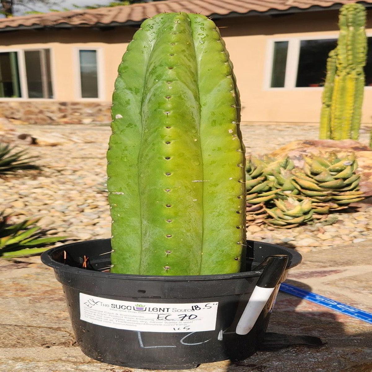 #EC70 EXACT Trichocereus Pachanoi ECK cactus 18.5"