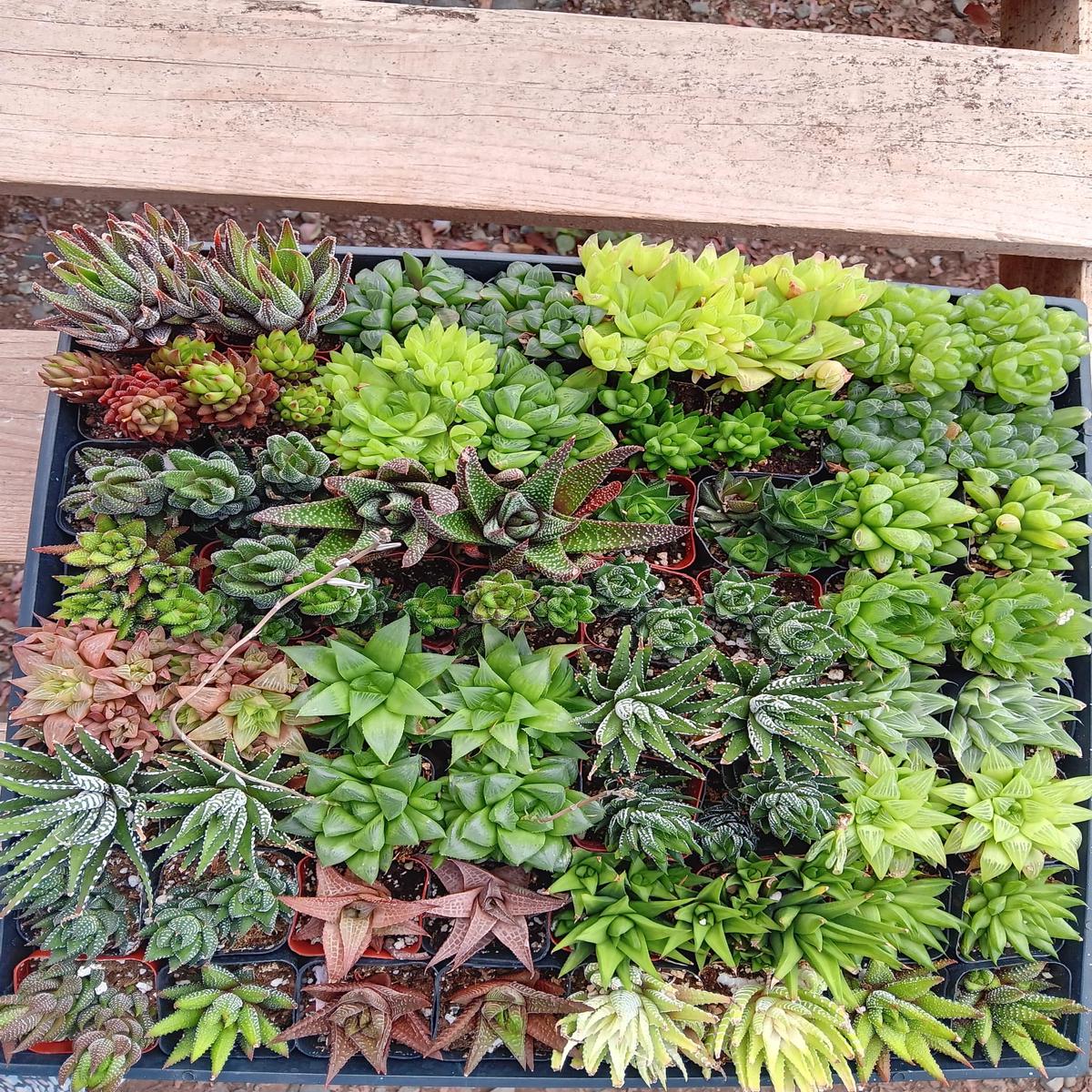 #ES24 EXACT Haworthia variety Lot of 64 2"