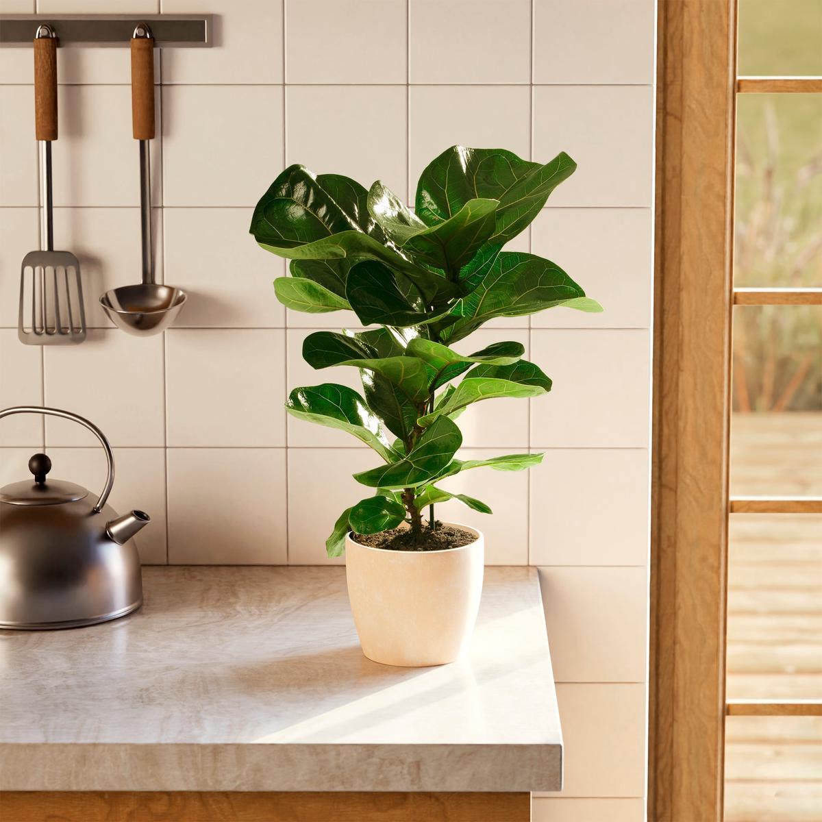 Fiddle Leaf Fig Tree (Ficus Lyrata)