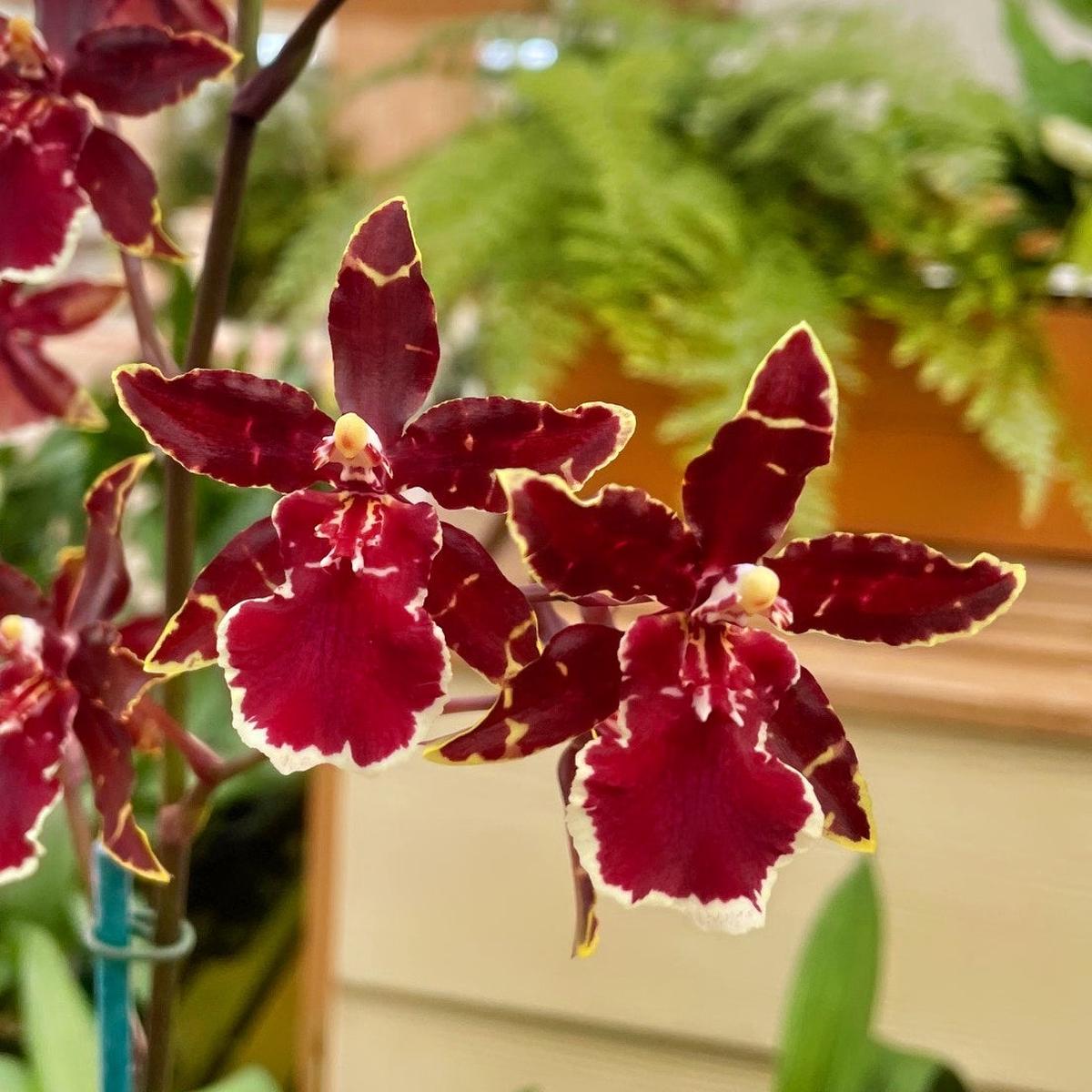 Odcdm. Wildcat 'Bobcat' (4" Pot) - Buds
