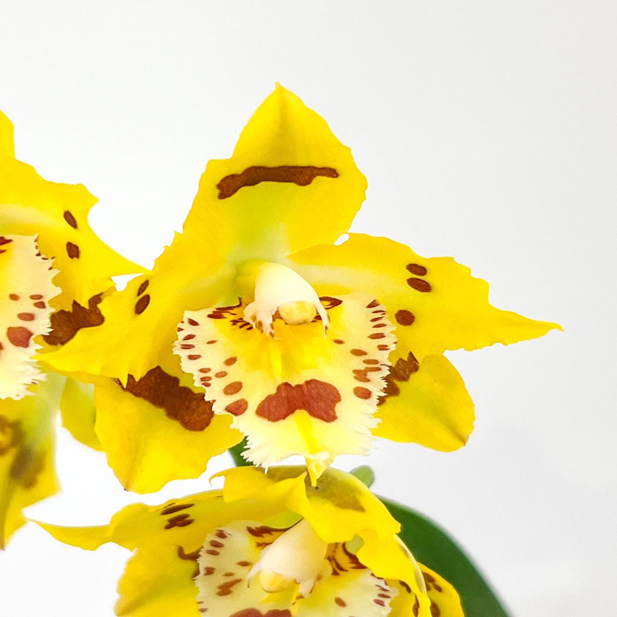 Onc. Holiday Yellow