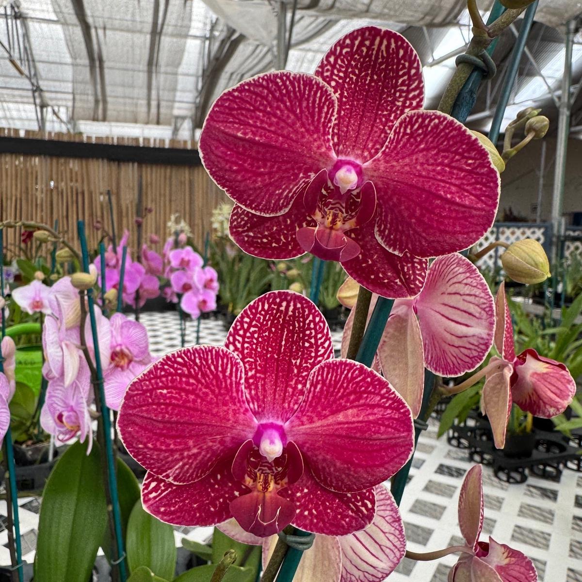 Phal. Kimono