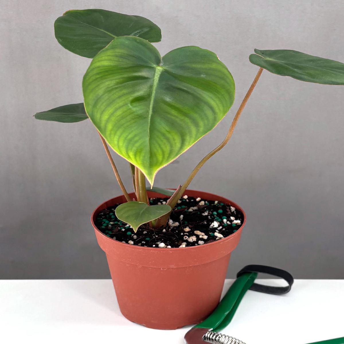 Philodendron Billienum