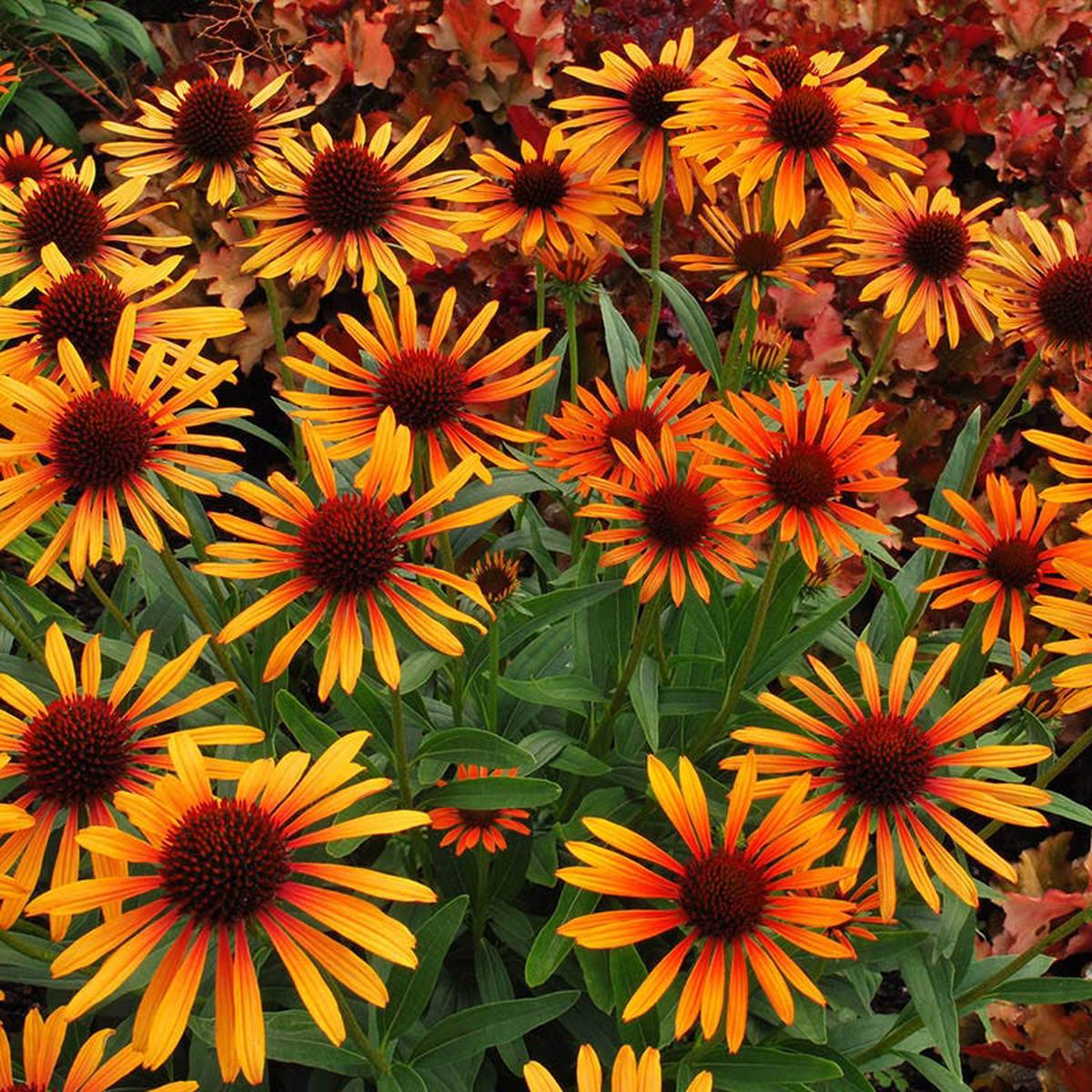 Prairie Pillars Flame Thrower Echinacea