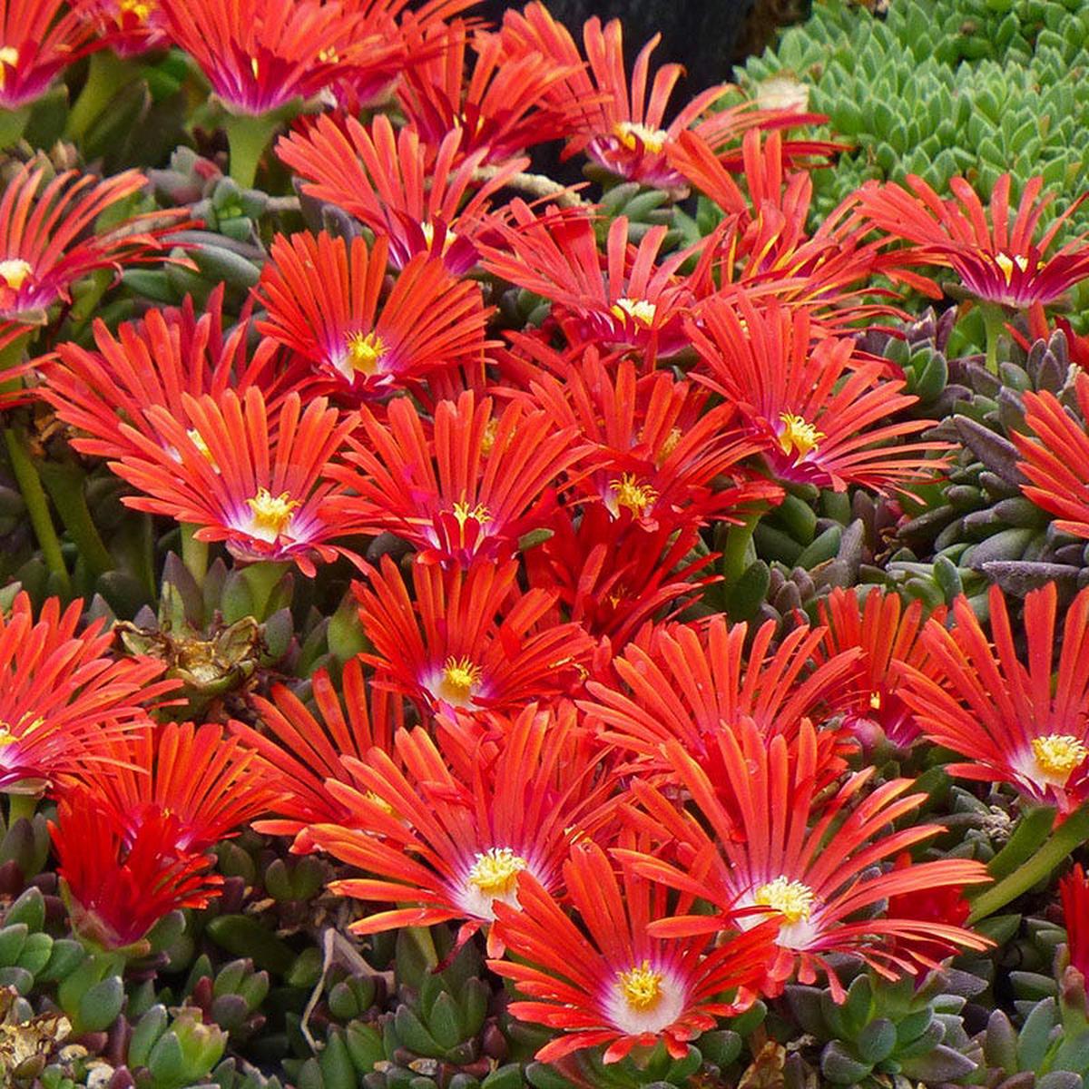 Red Mountain Flame Ice Plant
