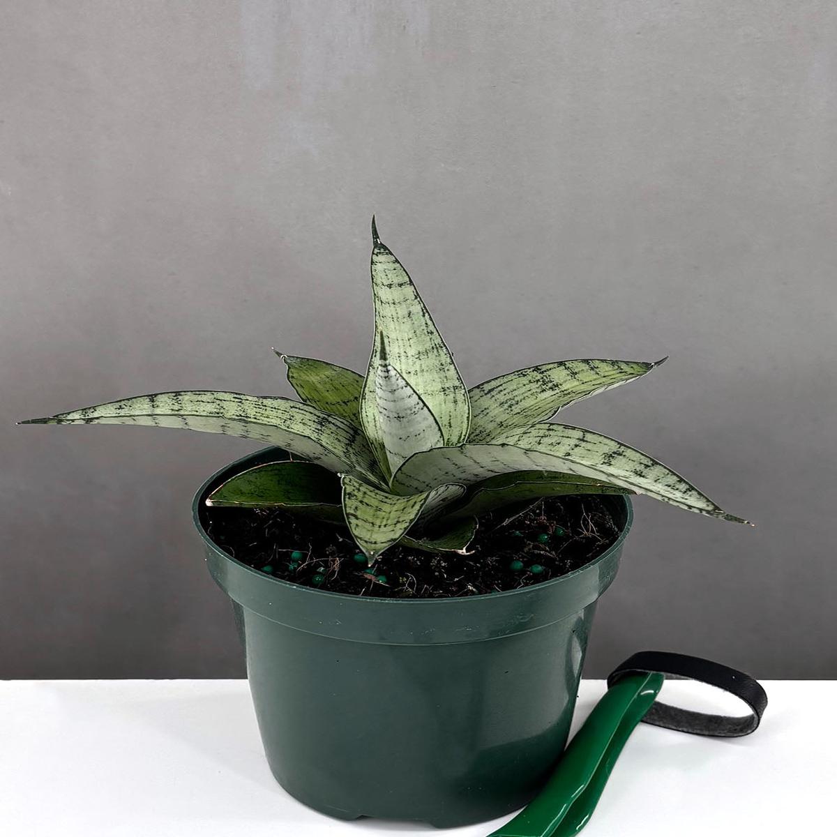 Sansevieria Pagoda Hybrid
