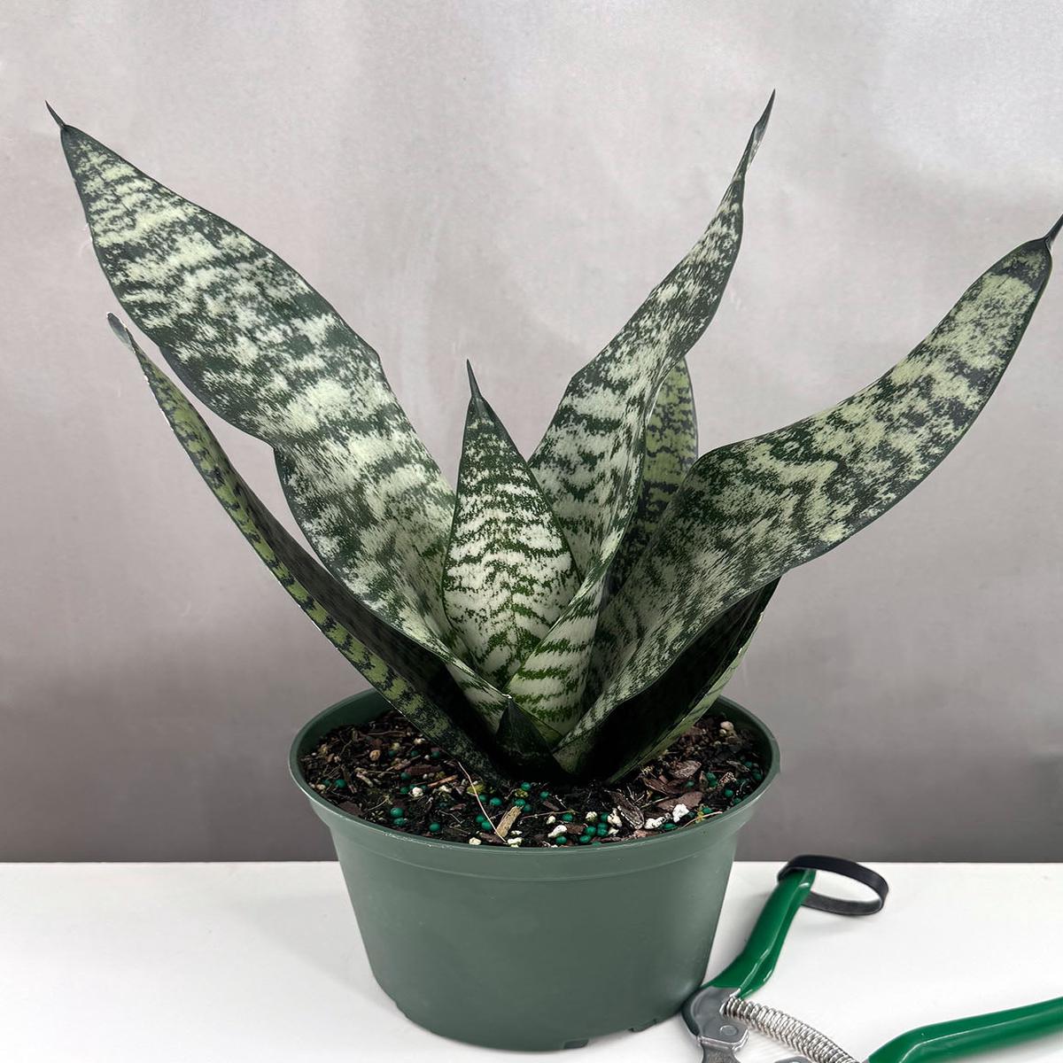 Sansevieria Robusta