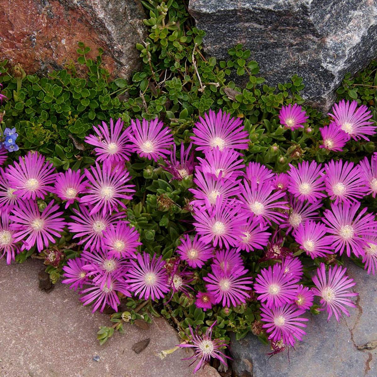 TABLE MOUNTAIN Ice Plant