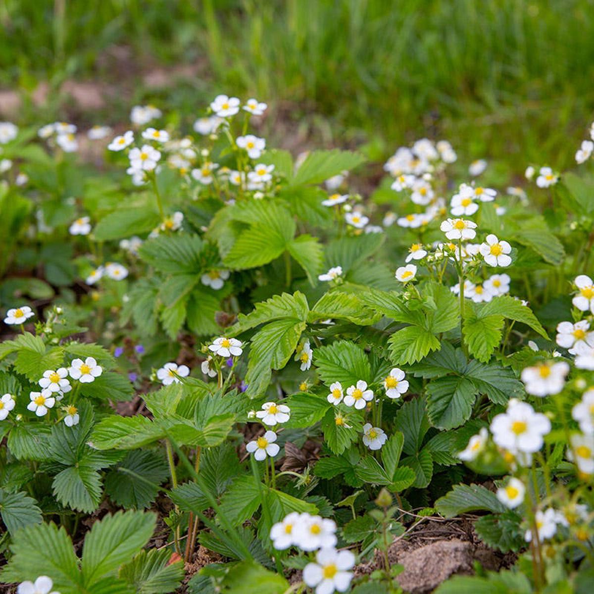 Wild Strawberry