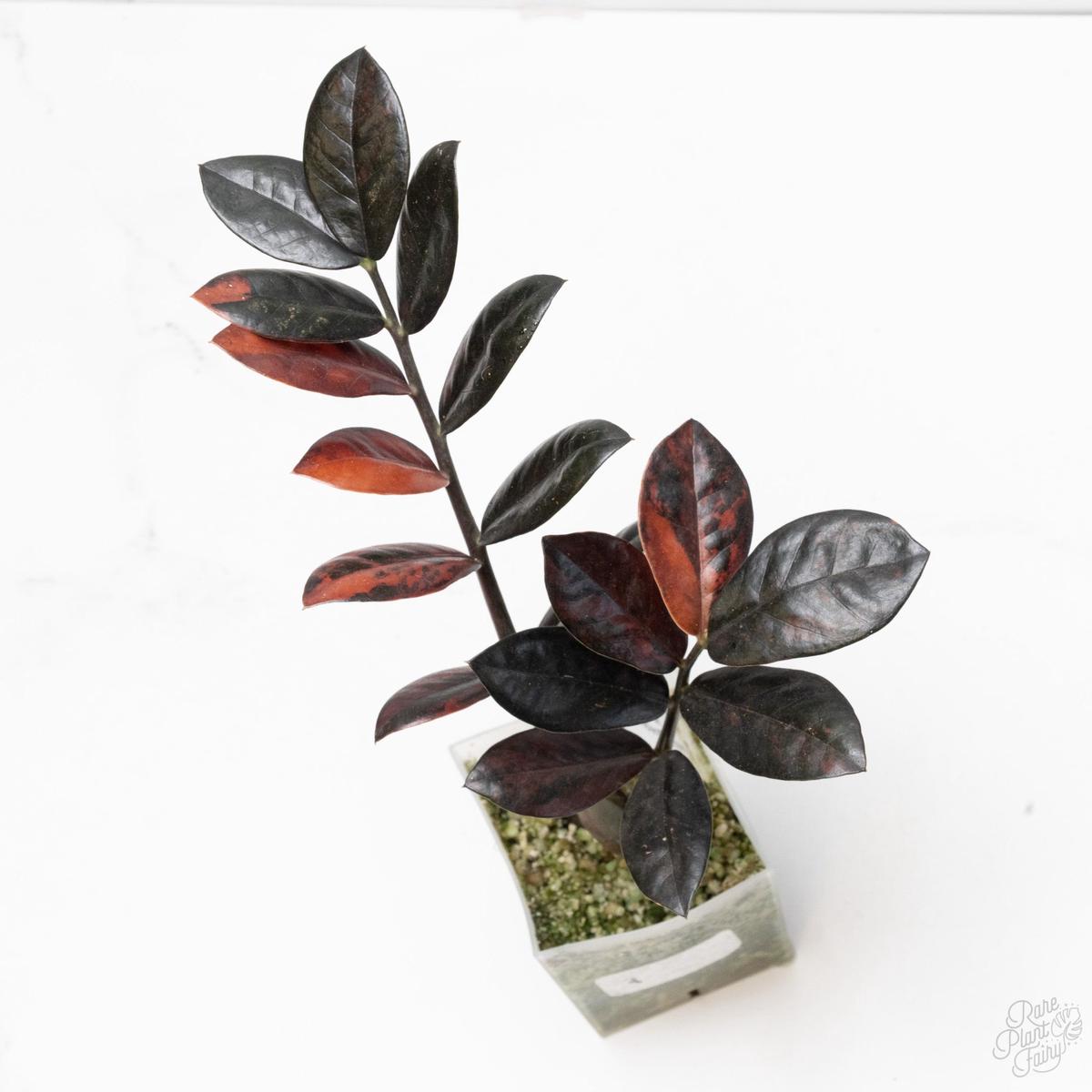 Zamioculcas Zamiifolia "Raven ZZ" Pink Variegated (wk7-UD)