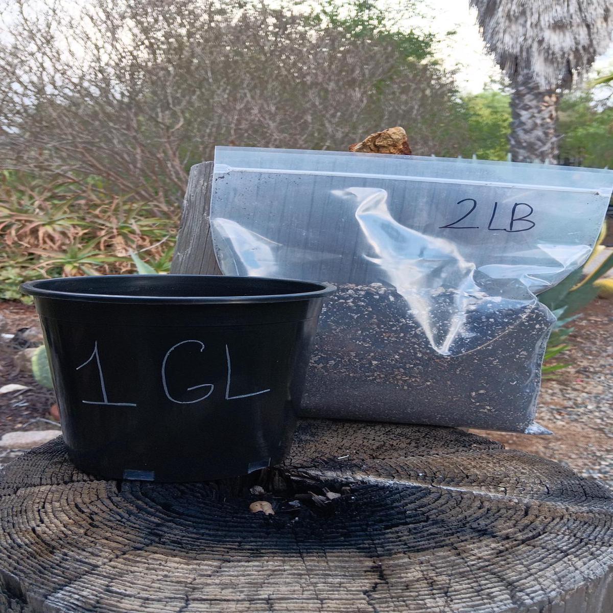 1 Gallon Plastic Pot (soil option