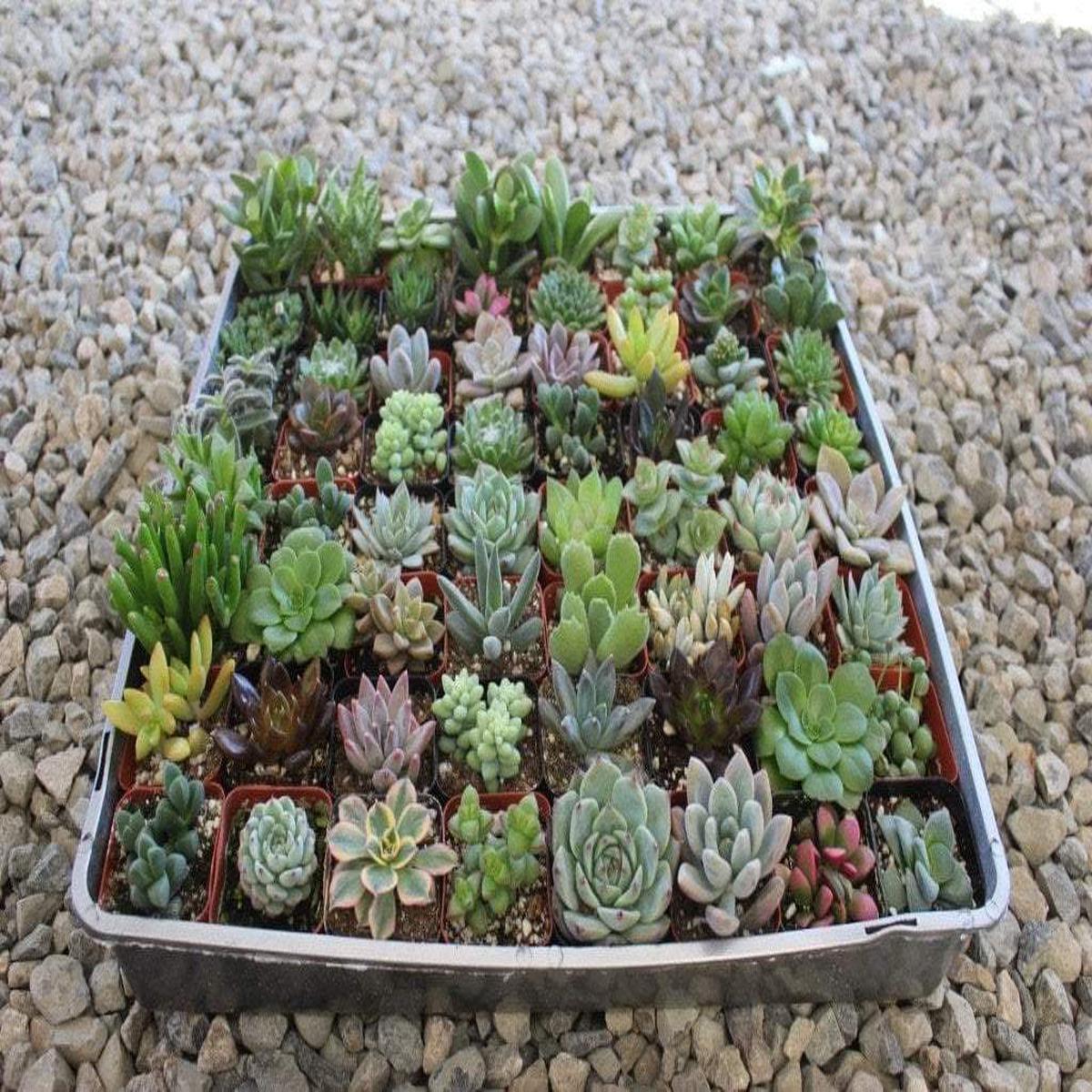 2" ASSORTED SUCCULENT