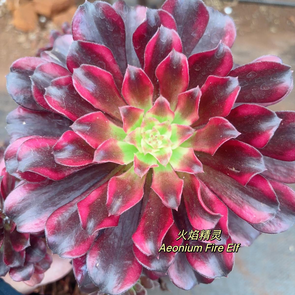 Aeonium Fire Elf,Cutting  10cm