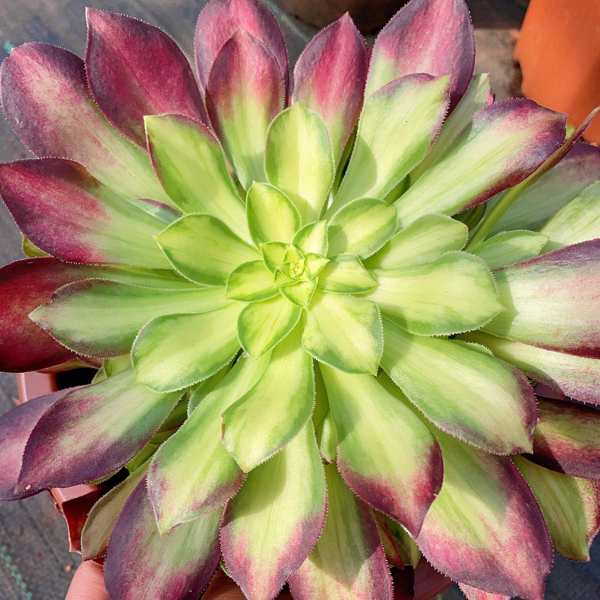 Aeonium Glorious Youth/Middle Variegated Pink WitchCutting  15cm