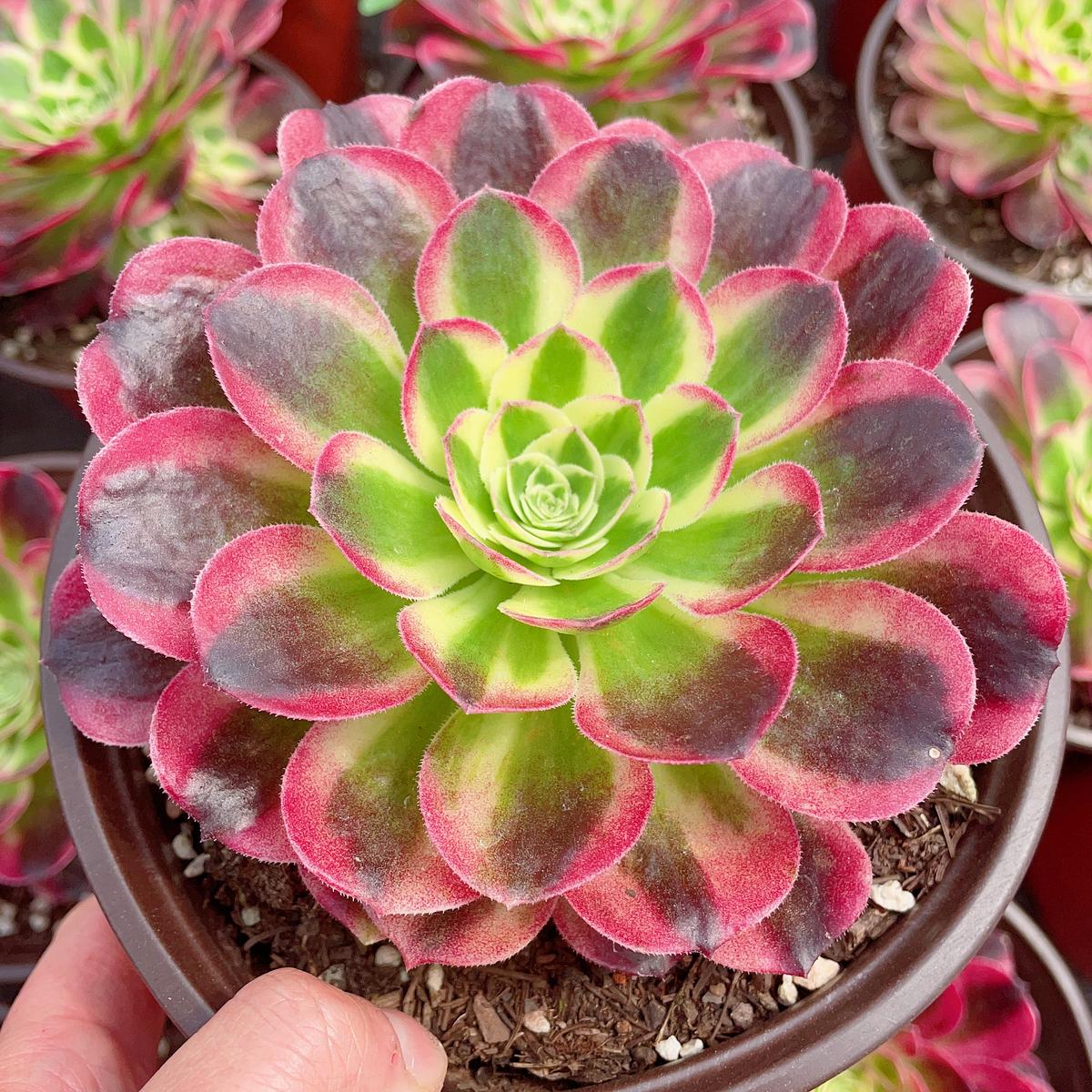 Aeonium YuziCutting 10cm