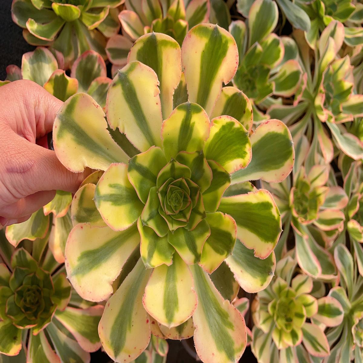Aeonium Zeus the Yellow.Cutting.20cm