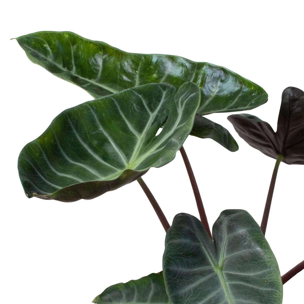 Alocasia 'Ebony'