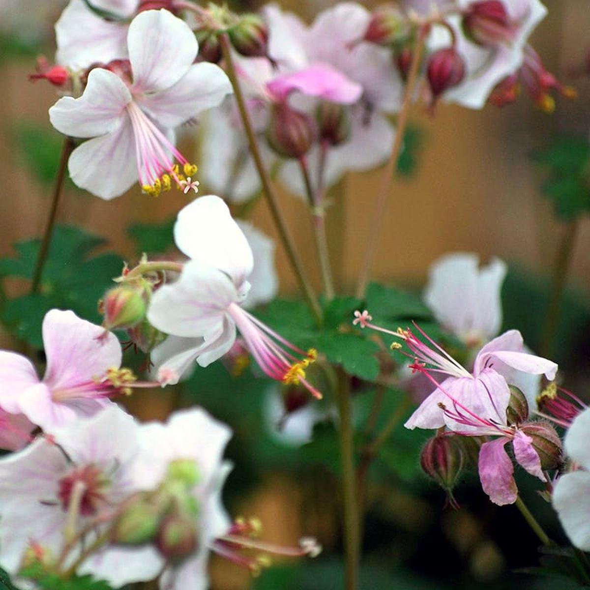 Biokovo Geranium
