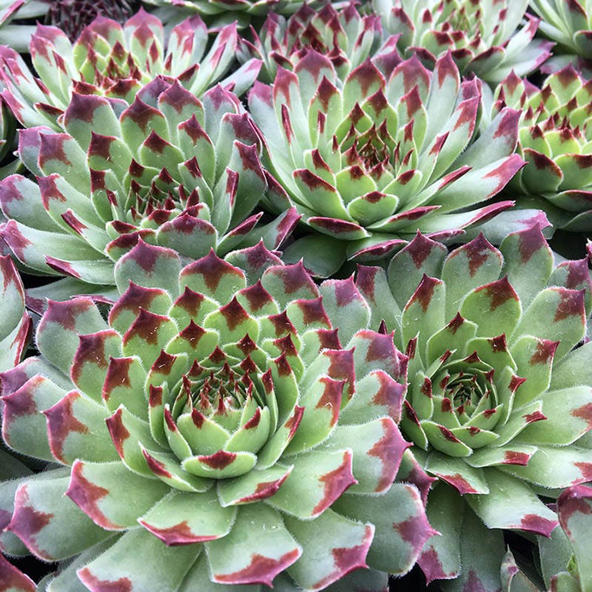 Chick Charms Mint Marvel Hens and Chicks