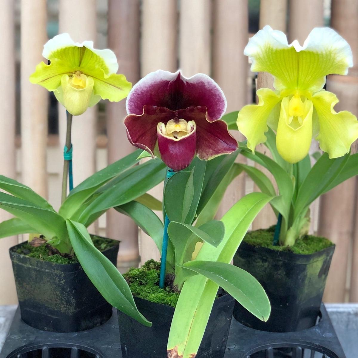 Complex Paphiopedilum (OPEN BLOOM) -4" Pot