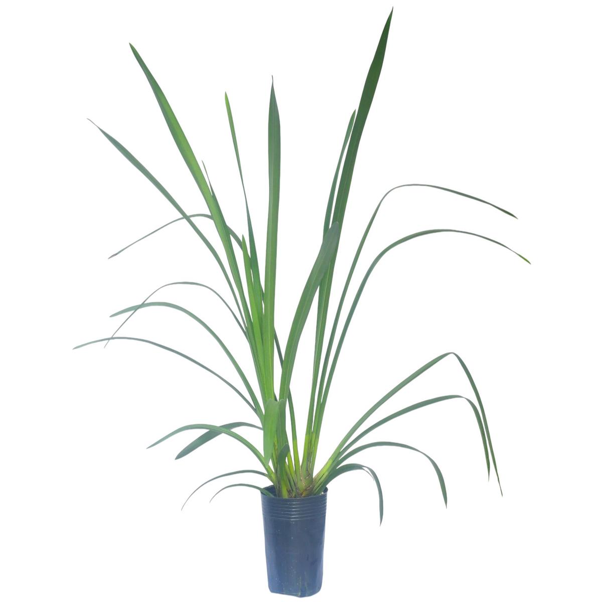 Cymbidium November Child 'Liz' (medium)