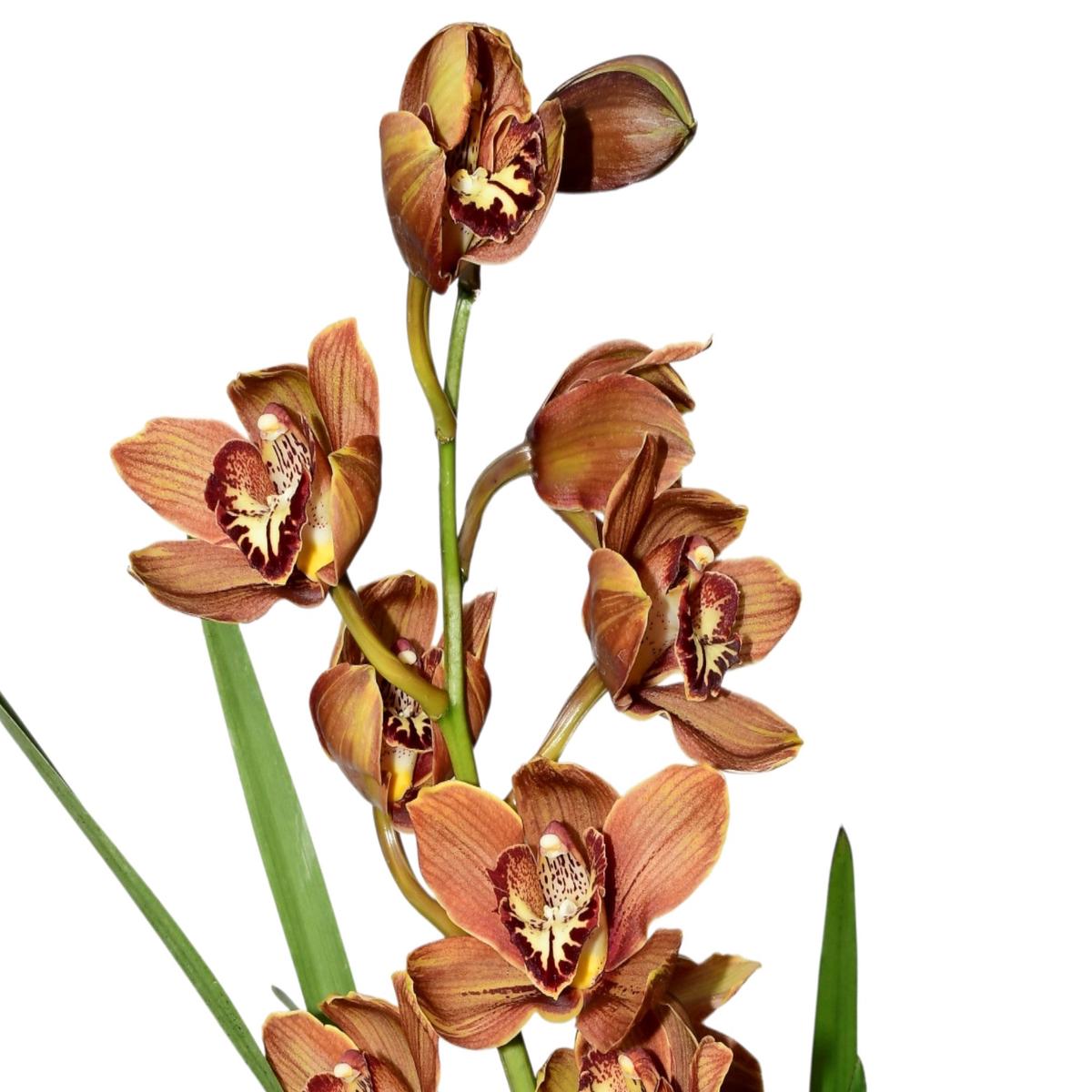 Cymbidium Sueno De Angel Huaraca (medium)