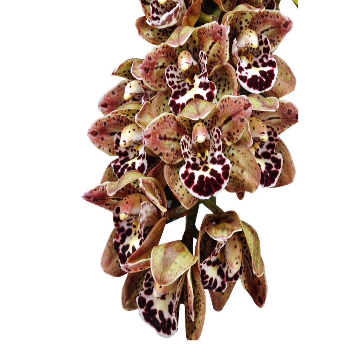 Cymbidium Vogels Magic 'Waikanae'