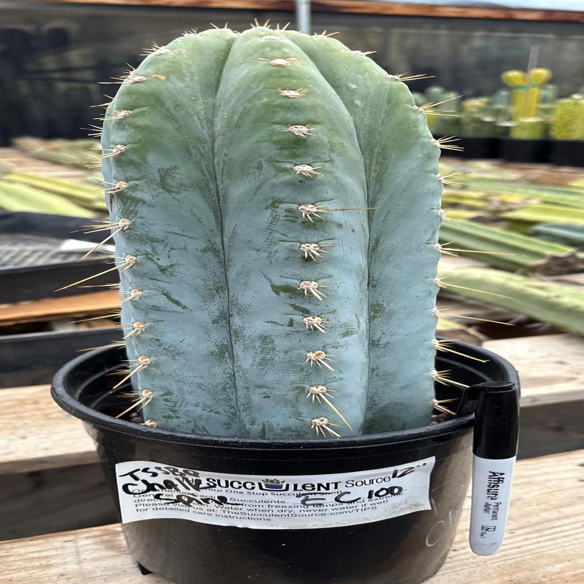 #EC100 EXACT Trichocereus Peruvianus TSSBP Chalk Spine Cactus 12