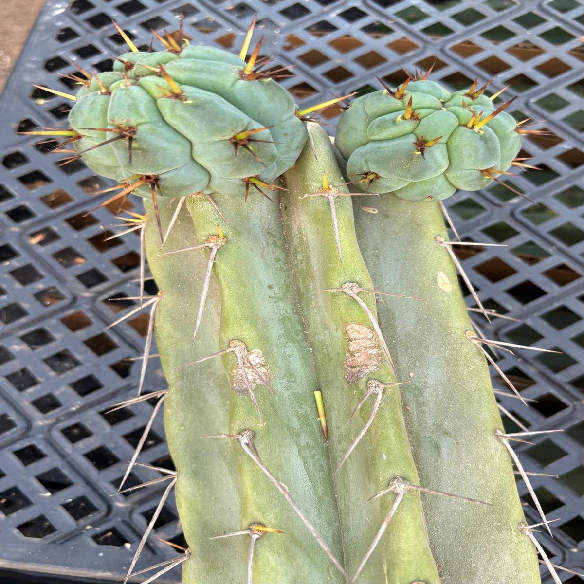 #EC74 EXACT Trichocereus Bridgesii JADA Cactus 24 Cutting
