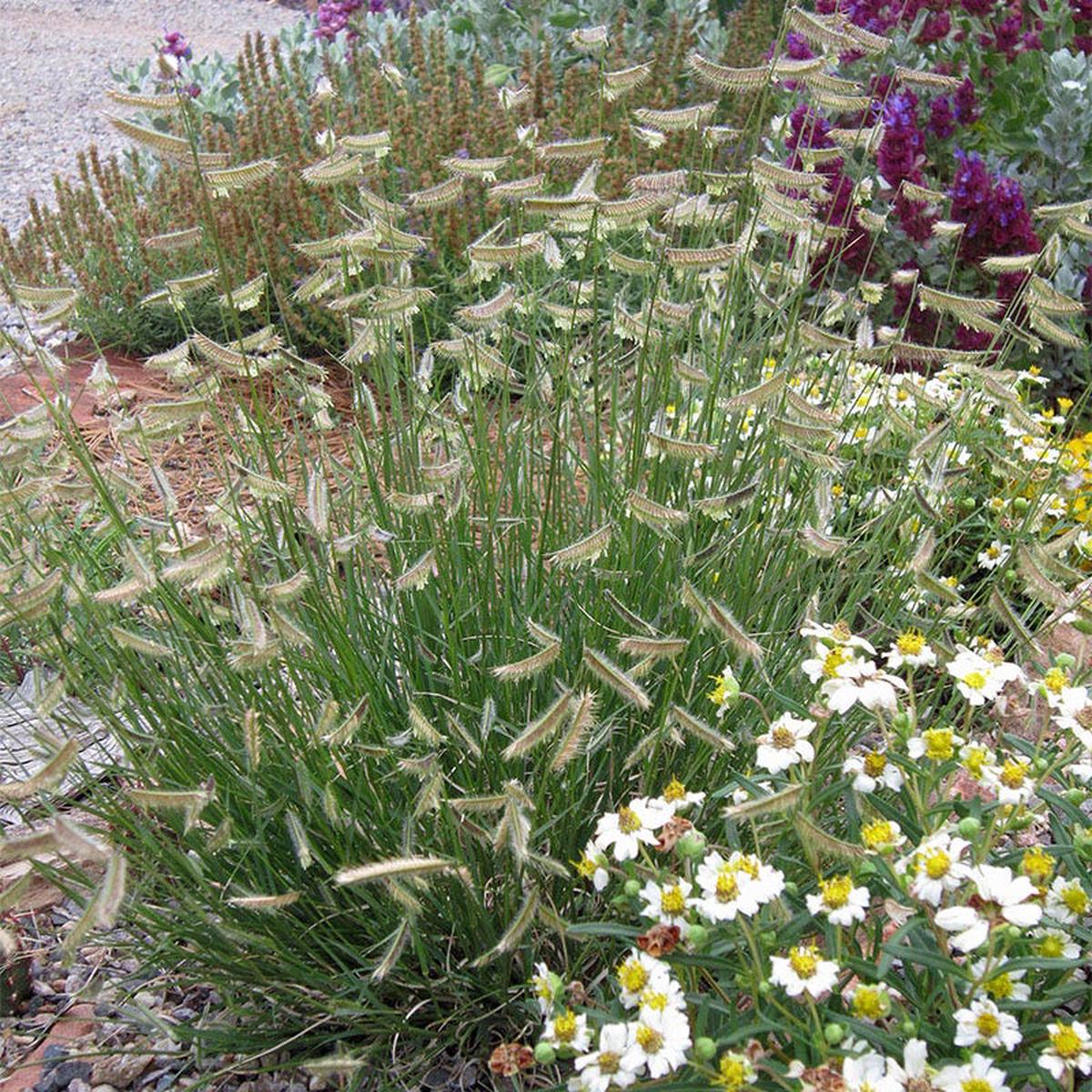 Hairy Grama Grass