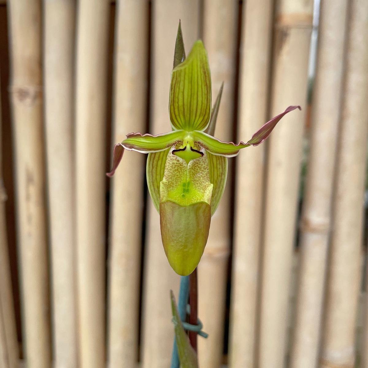 Phrag. Mantinii (4" Pot) - Buds