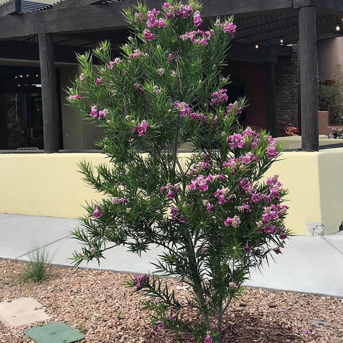 Purple Splendor Desert Willow