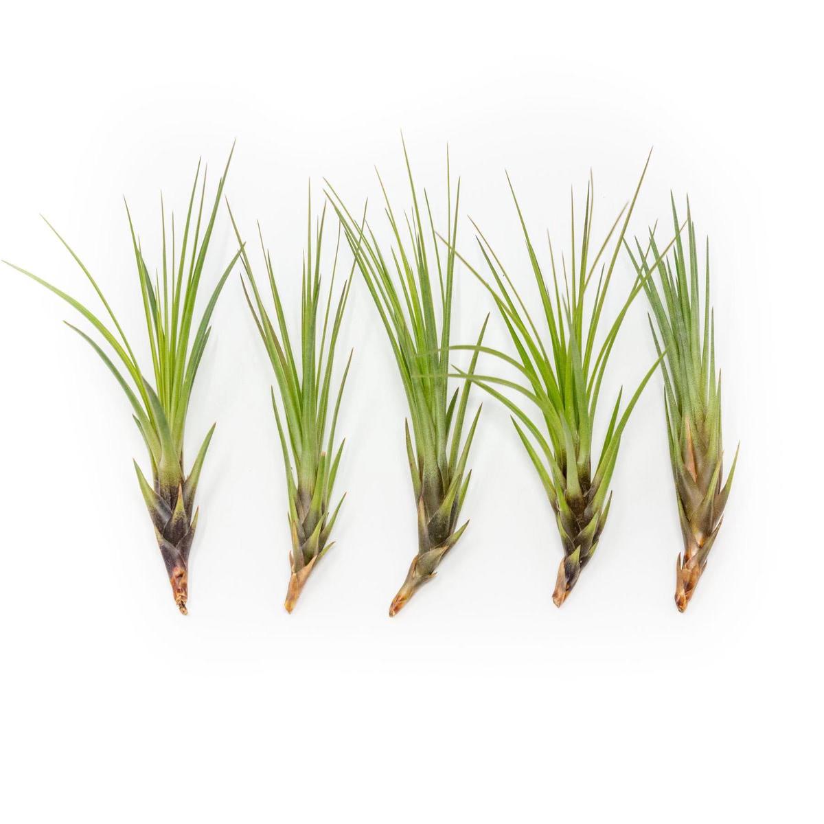 SALE - Tillandsia Melanocrater Tricolor Air Plants - Set of 10, 20 or 30 - 70% Off